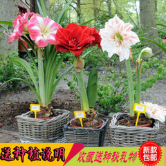 盆栽花卉朱顶红 红花莲 对子莲 朱顶兰花阳台 观花植物当年开花