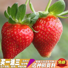 草莓盆栽阳台庭院蔬菜种植多个品种可选基地直销四季草莓促销