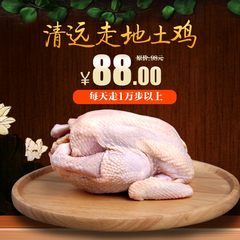 【天农】天农原种山林散养清远鸡 五谷喂养走地鸡 土鸡 约750g