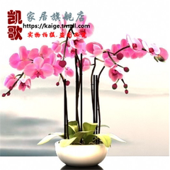 蝴蝶兰花卉盆栽植物桌面阳台绿植防辐射花卉多色可选