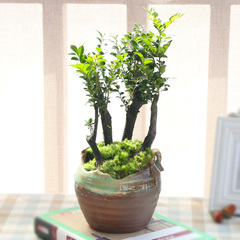 温馨满屋小叶紫檀盆景客厅桌面净化空气绿植花卉办公室内创意盆栽