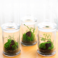 ECOEY 苔藓微景观植物生态瓶办公室创意桌面摆件DIY绿植迷你盆栽