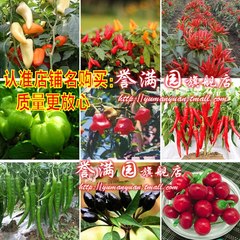 辣椒种子朝天椒青阳台蔬果蔬菜种子植物阳台种菜盆栽四季播种菜籽