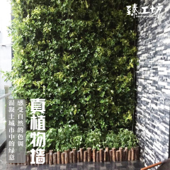 【真植物墙】室内外立体草皮绿植墙面美化装饰草坪墙垂直绿化工程