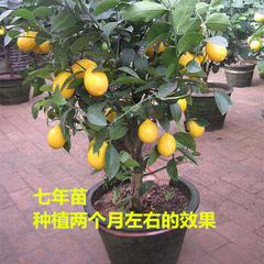 盆栽柠檬树苗果树苗南方北方种植地栽花卉三年苗当年结果柠檬苗