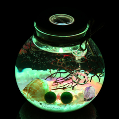 微景观海藻球生态瓶创意盆栽marimo球藻玻璃盆栽办公桌摆件盆景