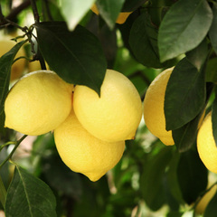 柠檬苗柠檬树 盆栽 柠檬树苗 盆栽地栽柠檬苗 适合南北方当年结果