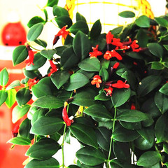绿植盆栽 垂吊植物 口红吊兰 除甲醛 防辐射 净化空气室内花卉