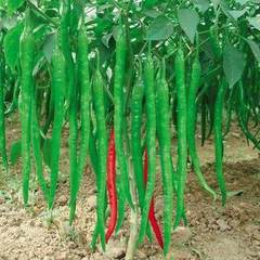【杭椒】蔬菜盆栽植物 阳台庭院种植 辣椒青椒 四季可播种