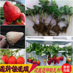 四季 盆栽草莓苗 攀援 草莓苗子 草莓苗促销 牛奶草莓 红颜草莓