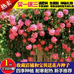 蔷薇花苗5年爬藤花卉观花绿植物盆栽庭院室内外月季玫瑰四季开花