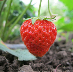 200 庭院阳台盆栽 蔬菜 草莓 牛奶草莓 四季