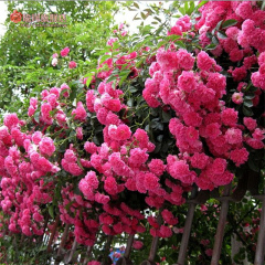 蔷薇花苗5年爬藤苗花卉观花植物绿植盆栽庭院阳台攀援赛玫瑰牡丹