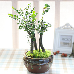 温馨满屋创意小叶紫檀盆景桌面净化空气绿植花卉办公室内创意盆栽