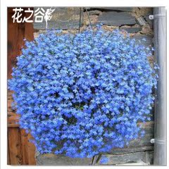 盆栽花卉室内 蓝花亚麻 垂吊植物 盆栽花卉天蓝色小花