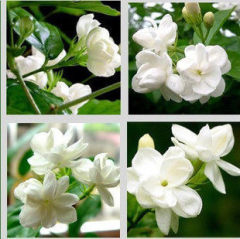 室内外盆栽白色茉莉花苗茉莉花 香味浓郁净化空气防辐射花卉绿植