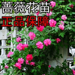 蔷薇花苗5年爬藤苗攀援花卉观花植物绿植室内盆栽盆景赛月季玫瑰