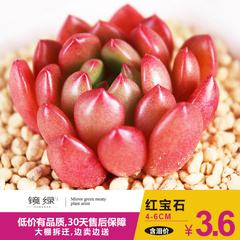 多肉红宝石 韩国进口多肉植物 红色的叶片 容易群生非常好看