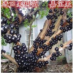 葡萄苗葡萄树苗 台湾树葡萄嘉宝果-果树苗 盆栽 果树苗 当年结果