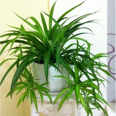 青叶吊兰 室内客厅绿植花卉 金边金心盆栽植物 吸甲醛 净化空气