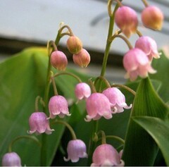 盆栽花卉室内庭院香型铃兰花苗防辐射吸甲醛绿植多色可选