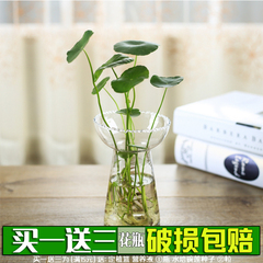 创意火炬型水培玻璃花瓶 透明玻璃绿萝铜钱草小花瓶桌面插花器