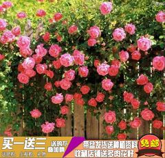 蔷薇花苗5年爬藤花卉绿植物盆栽室内外观花攀援月季四季开花玫瑰