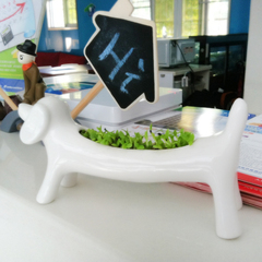 ECOEY  办公桌面创意盆栽多肉植物火龙果苗种植盆景带陶瓷花盆