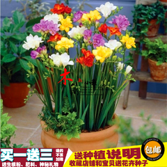 香雪兰球根花卉 有氧室内盆栽花卉植物 别称小苍兰 阳台易种