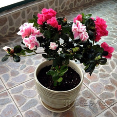 比利时杜鹃花苗四季开花盆栽花卉植物室内客厅阳台绿色植物盆景