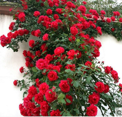 多花蔷薇花苗  四季爬藤植物花卉绿植盆栽庭院阳台攀援开花玫瑰