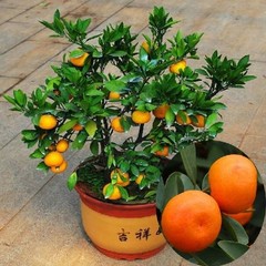 阳台庭院盆栽 金桔 金橘 橘子苗 桔子苗