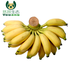 【悠昂生态】海南香蕉 小米蕉5斤空运包邮皇帝蕉芭蕉热带新鲜水果