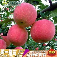 苹果树苗 盆栽地栽果树苗 嫁接红富士苹果 苗南北方种植当年结果