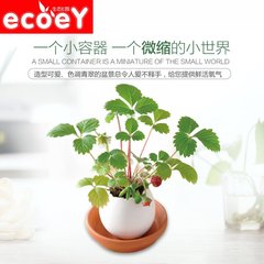 ECOEY 小盆栽室内盆栽创意绿植办公桌植物迷你小植物桌面植物包邮