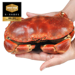 赤豪 蟹膏冷冻海鲜1.8-2公斤 进口黄金蟹面包蟹大螃蟹 顺丰包邮