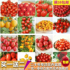蔬菜种  樱桃番茄  红圣女果番茄  小西红柿 盆栽易种黄瓜小葱